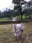 Alpaca at Totnor&nbsp;Mill