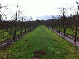 Putley orchard 1