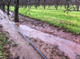 Putley orchard 2