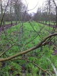 Putley orchard 4