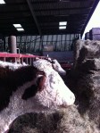Caplor Herefords 2