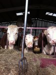 Caplor Herefords 1