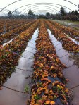 Strawberry polytunnels