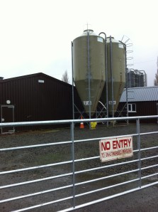 Broiler (intensive chicken) sheds 2