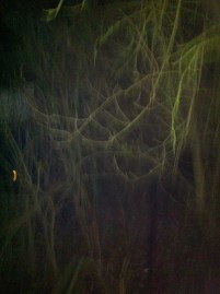 Apple tree apple tree we are here to wassail thee