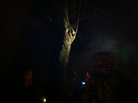 Wassailed tree with toast in its branches, cider on its roots