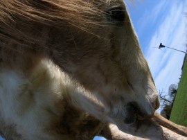 Merlin and Proven wind turbine, Caplor 