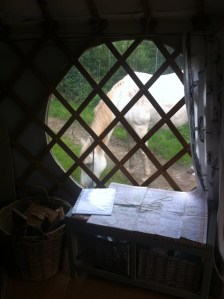 Merlin grazing around the yurt, Caplor