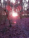 Sunset in Yatton&nbsp;Wood
