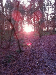 Sunset in Yatton Wood