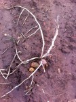Potatoes at Coldborough Park&nbsp;2