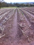 Potatoes at Coldborough Park&nbsp;1