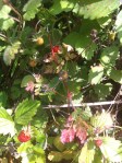 Wild strawberries