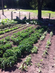 Garden at Hope Mansel/Bailey Lane End