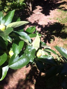 Orchard at Pontshill