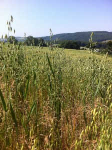 Oats on the way up May Hill