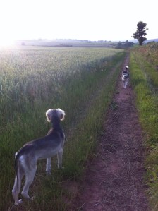 Ash and Cai in the Warren Farm wheat