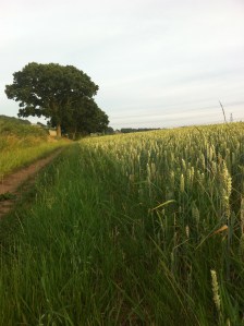 Warren Farm wheat
