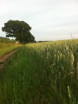 Warren Farm wheat