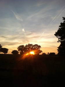 Sunset over Warren Farm maize