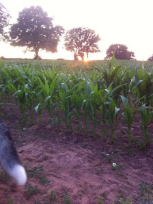 Maize at Warren Farm