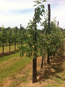 Orchard near Gorsley