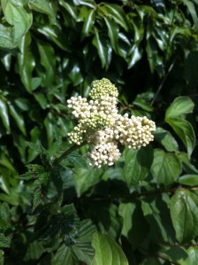 Meadowsweet in Gorsley hedgerow