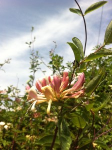 Honeysuckle in Gorsley hedgerow