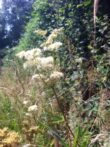 Meadowsweet again