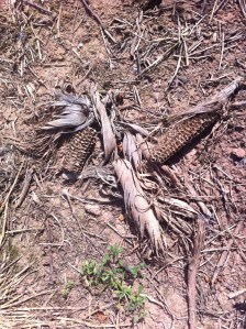 Last year's corn 2