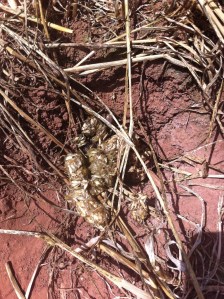 Badger scat in the wheat