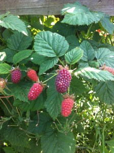 Loganberries