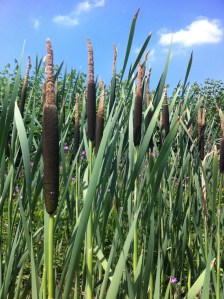 Bullrushes