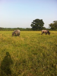 Ardennes horses (possibly?) and Byford Farm