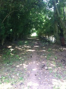 Bartley's Oak holloway