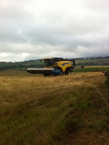 Combine at Warren Farm