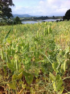 Peas at Gayton Farm
