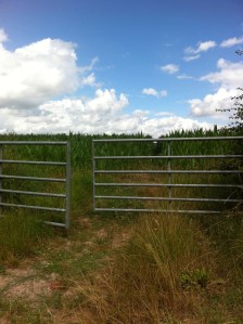 Maize at Hampton Bishop