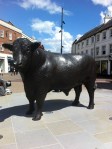 Hereford Bull