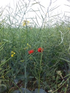 Poppies in the oilseed rape