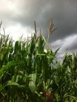 Maize at Warren&nbsp;Farm