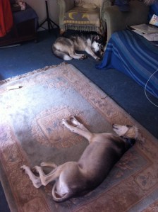 Hounds sleeping