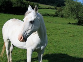 Merlin - Long Meadow, Caplor