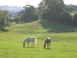 Merlin and Kizzy - Long Meadow, Caplor