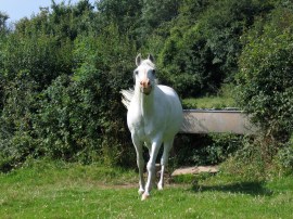 Merlin - Long Meadow/Gypsy Field, Caplor