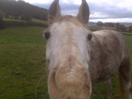 Merlin - Rough Patch, Caplor