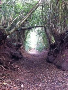 Holloway at Hoarwithy