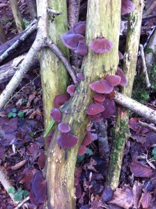 Fungi in Athelstan's Wood