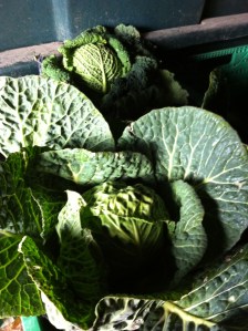 Merrivale Farm Shop 2