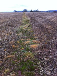 Crop field at Little Dewchurch